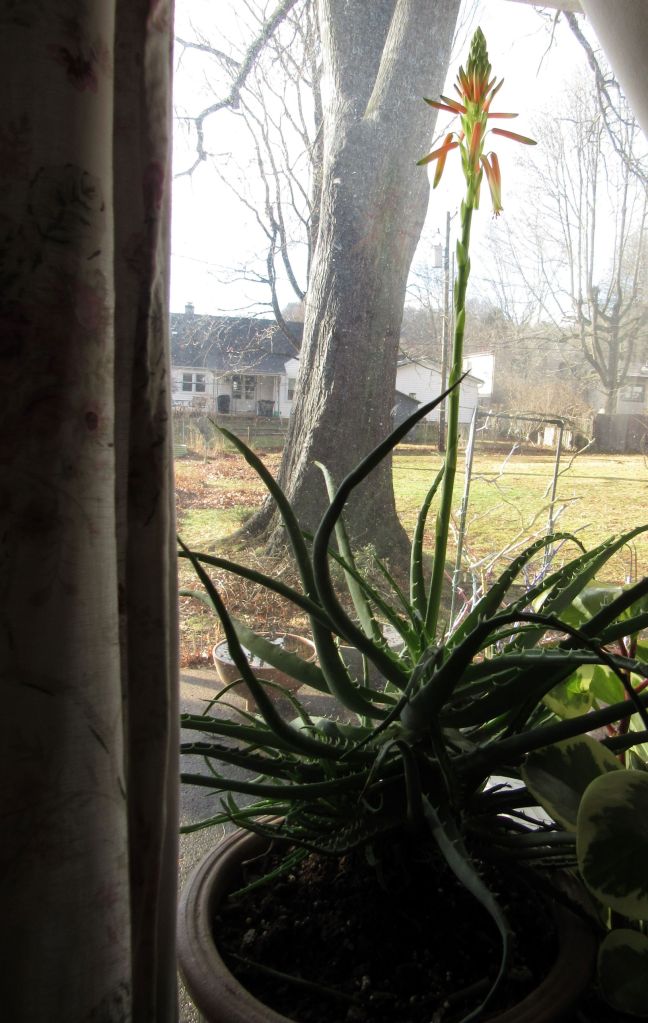 Photo of aloe flower