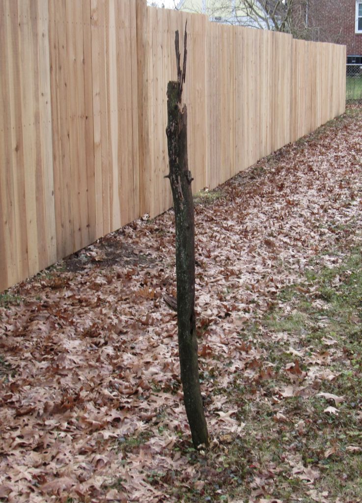 Photo of limb from tree stuck in ground