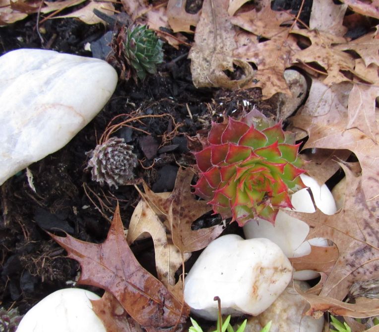 Photo of pretty hen and chick plant
