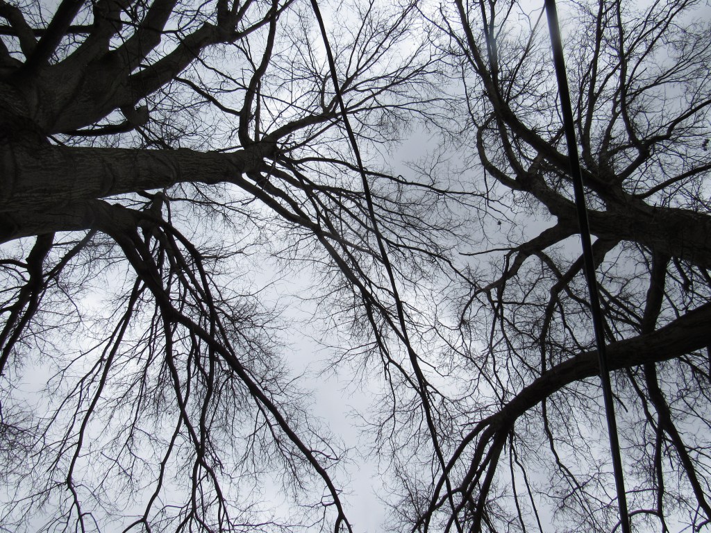 Photo of oak trees in winter