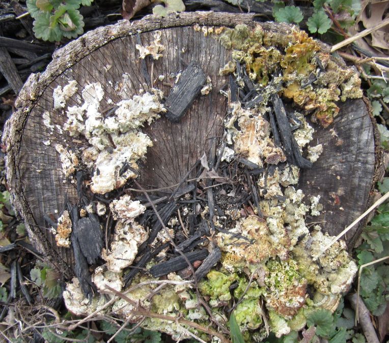 Photo of lichen on Sweetgum log
