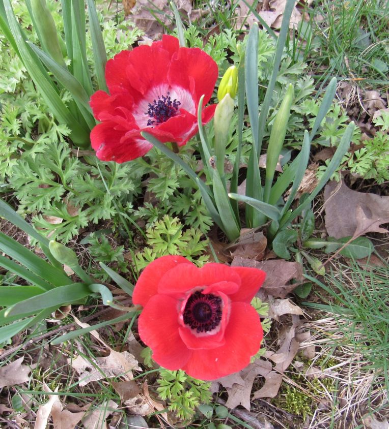 Photo of Red Poppy Anemone blooms