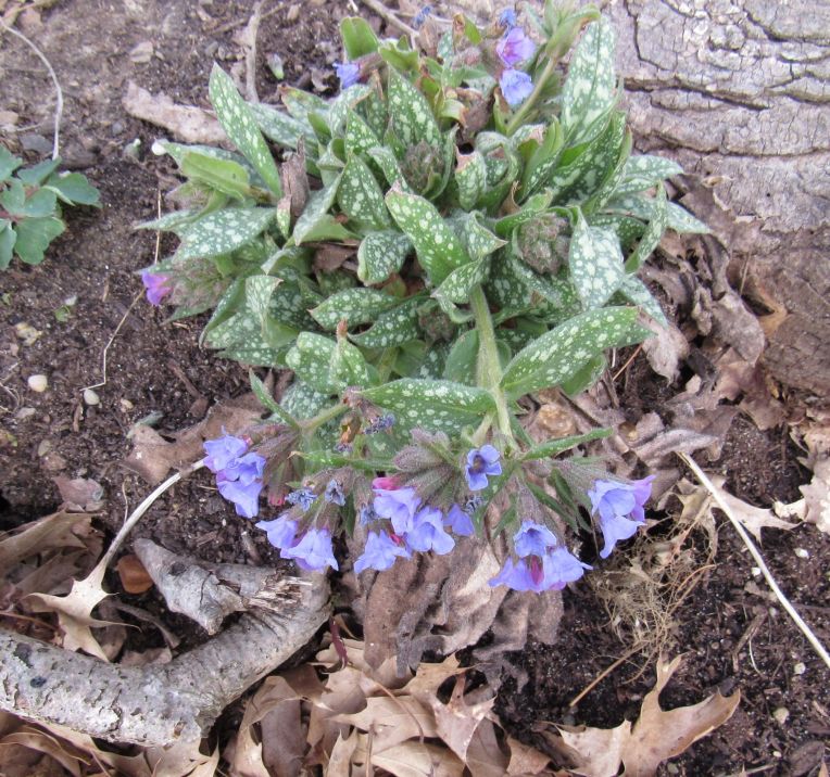 Photo of Pulmonaria blooms