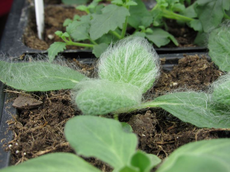 Photo of Silver Sage seedling