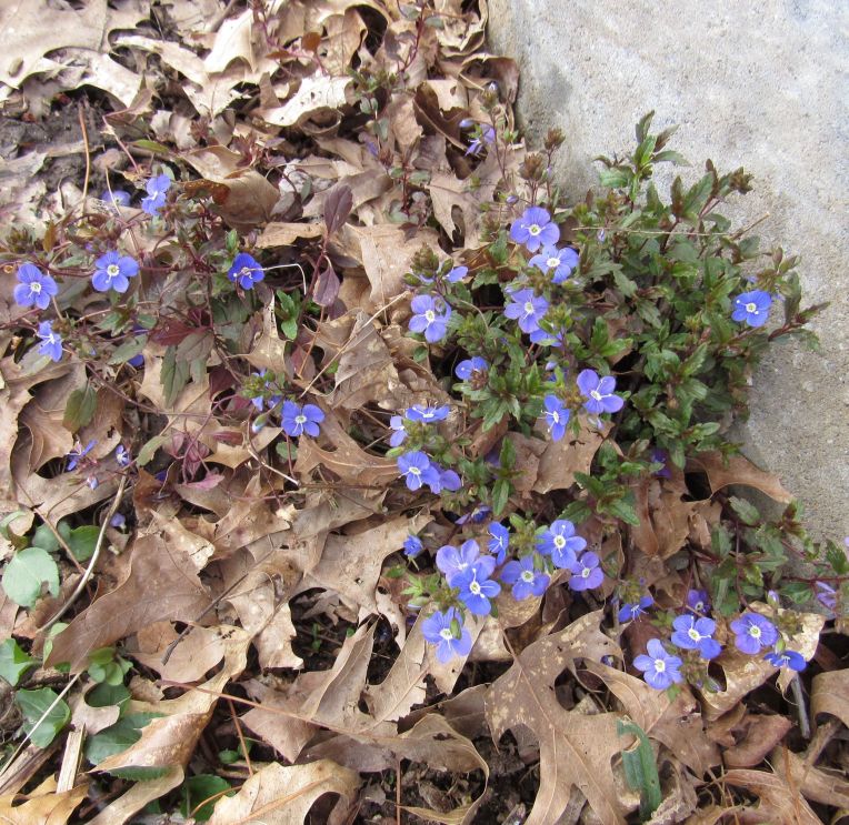 Photo of Veronica blooms