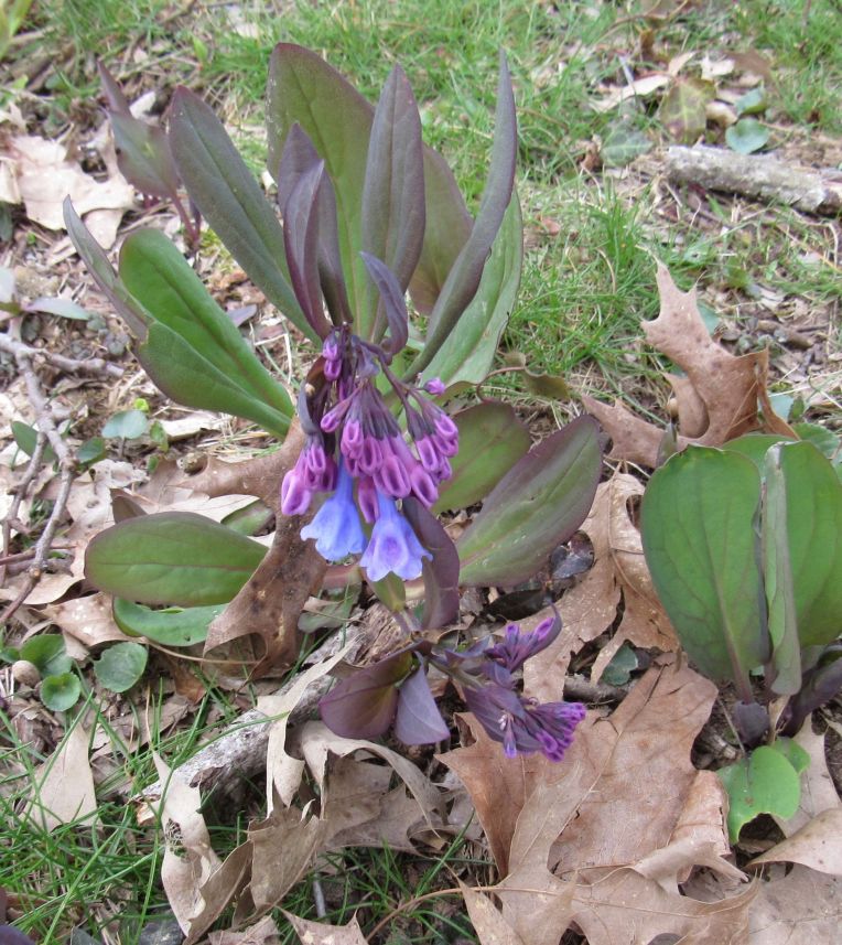 Photo of Virginia Bluebells