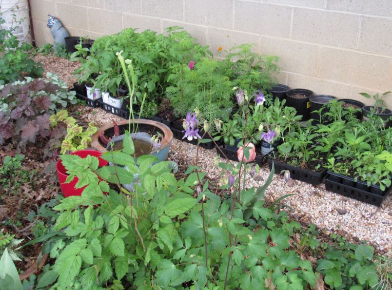Photo of seedlings in flats