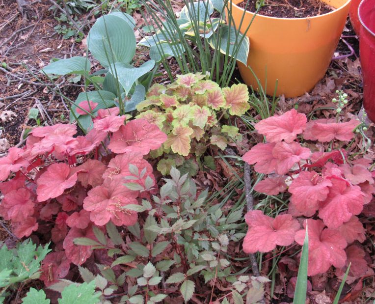Photo of bright coral heucheras and blue green hosta