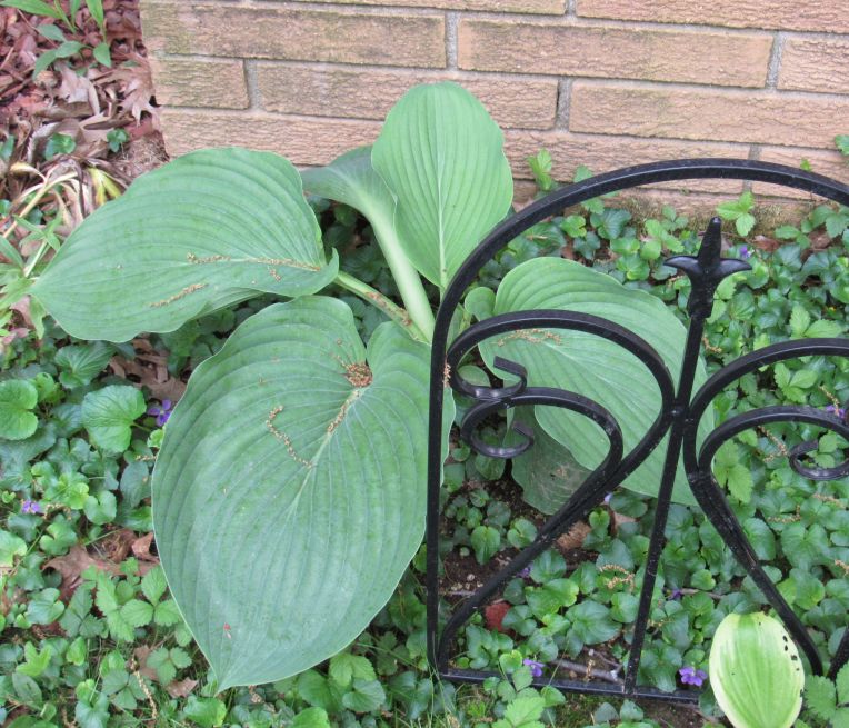 Photo of giant Empress Wu hosta