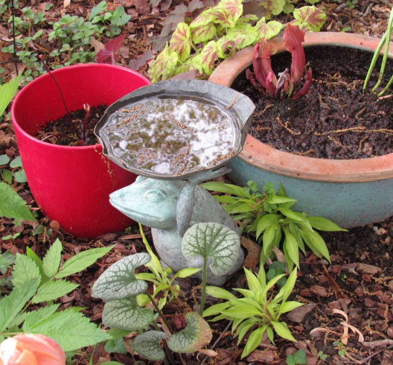 Photo of frog designed bird waterer and bog pots