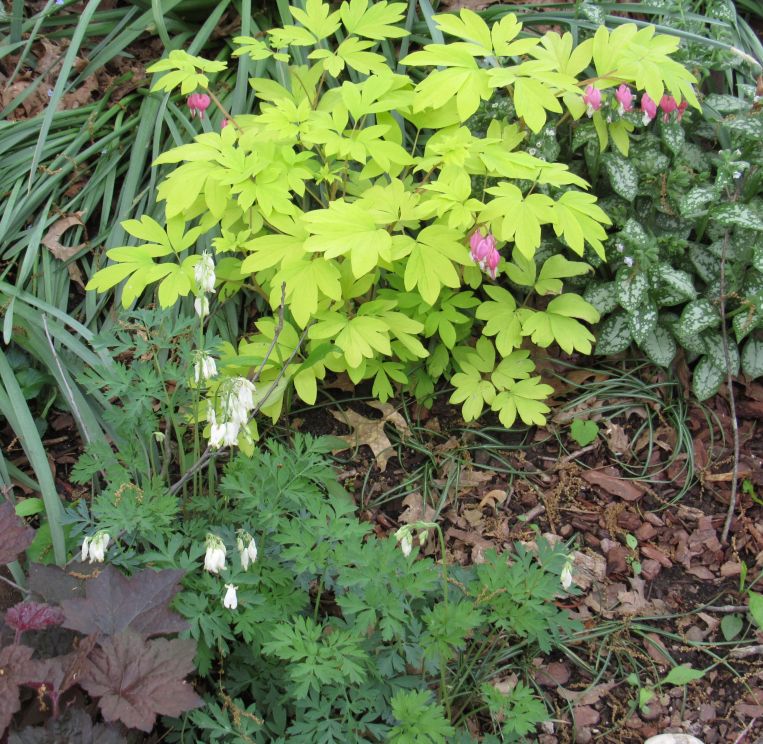 Photo of yellow-leaved bleeding heart