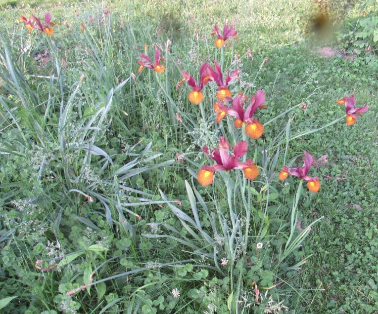 Photo of Dutch iris growing among grass