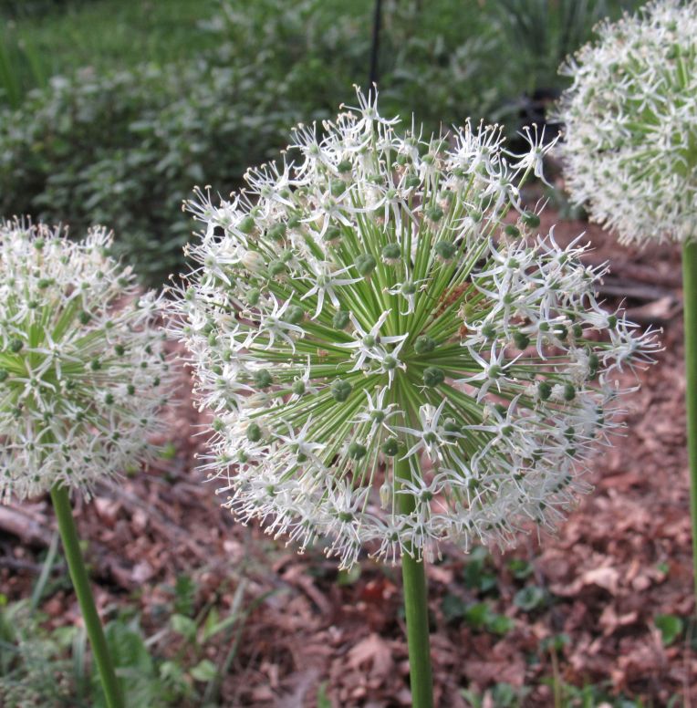 Photo of Everest Allium