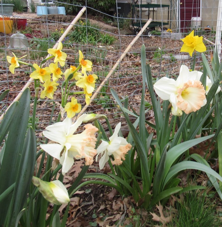 Photo of daffodil British Gamble