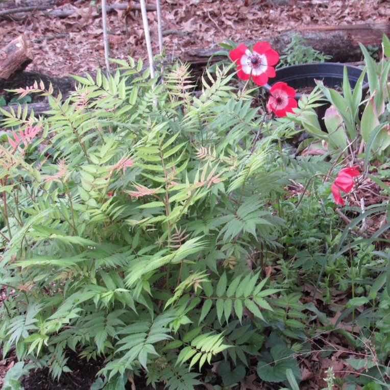 Photo of red poppy anemone and sorbaria