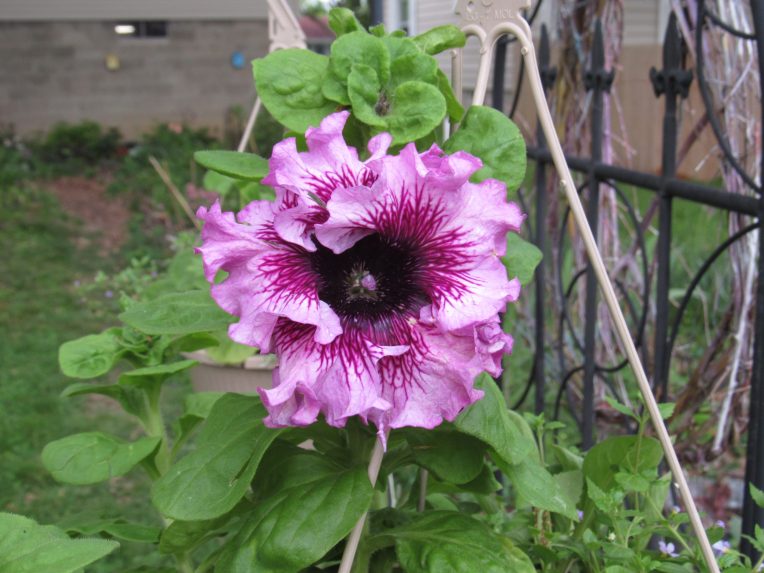 Photo of petunia Spellbound Pink