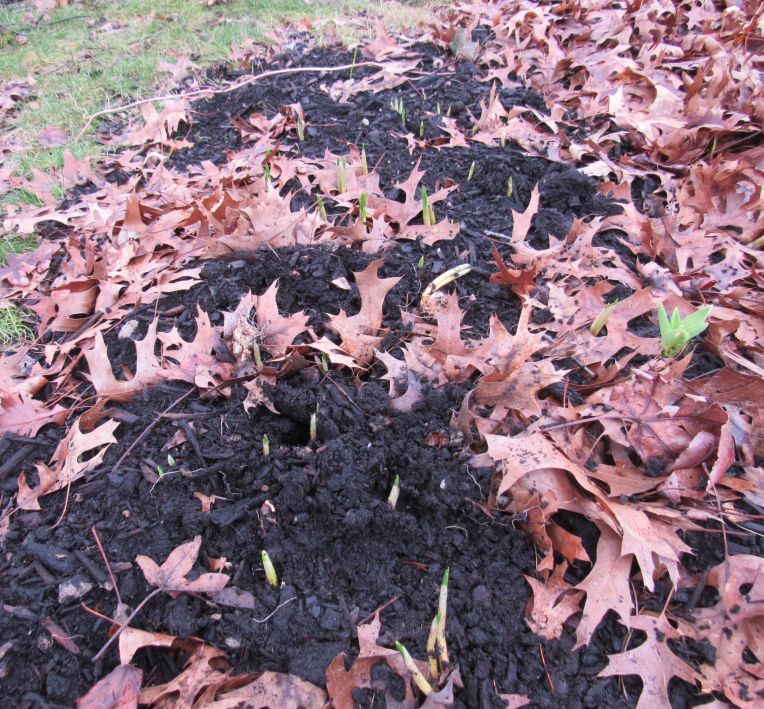 Photo of crocus leaves rising from the ground