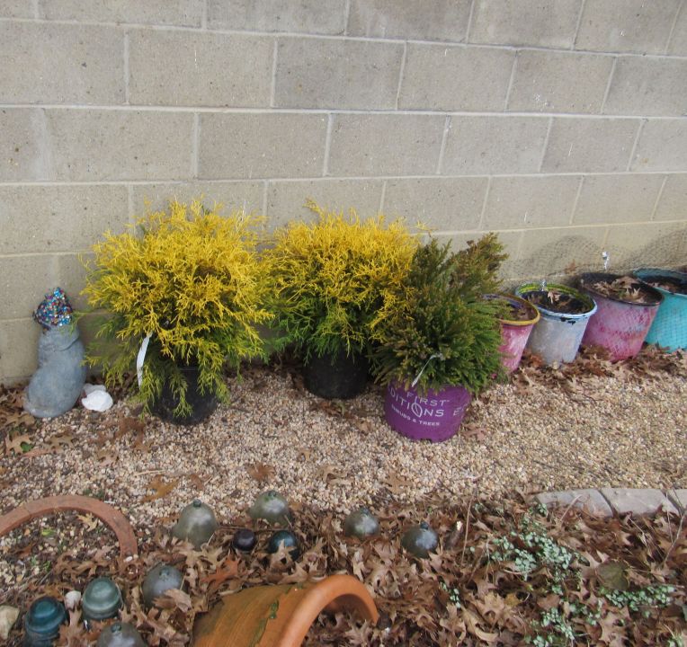 Photo of three shrubs recently ordered by mail