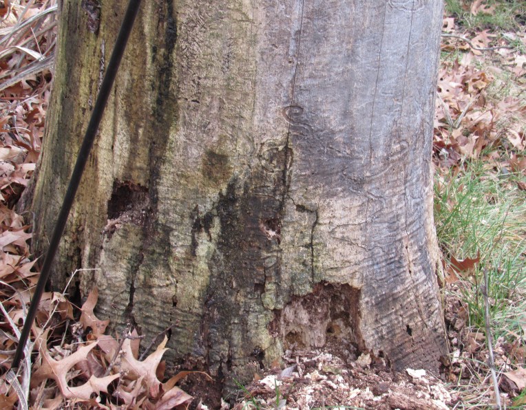Photo of ash stump being drilled by pileated woodpecker