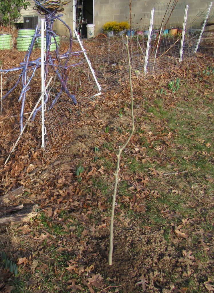 Photo of Rose of Sharon shrub pruned to a tree form