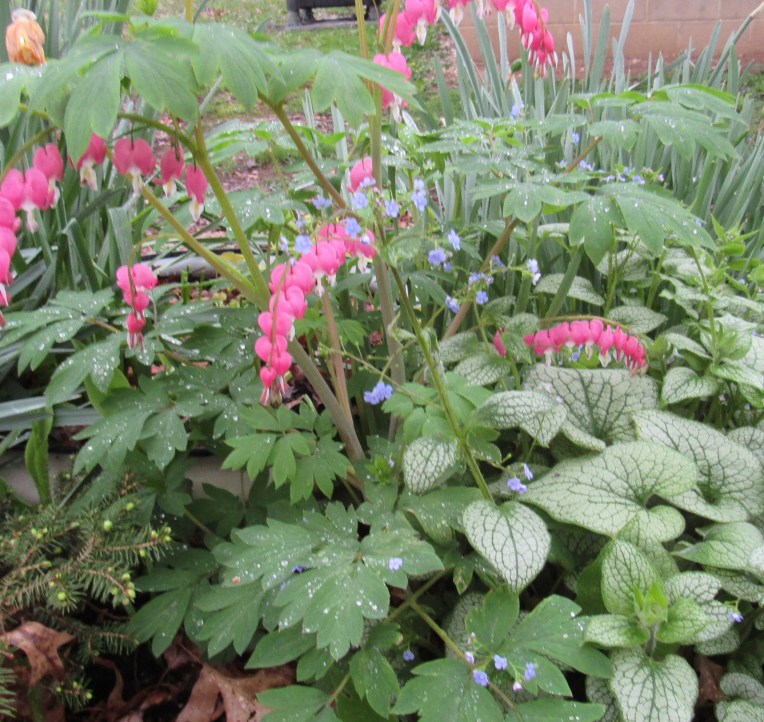 Photo of bleeding heart and brunnera