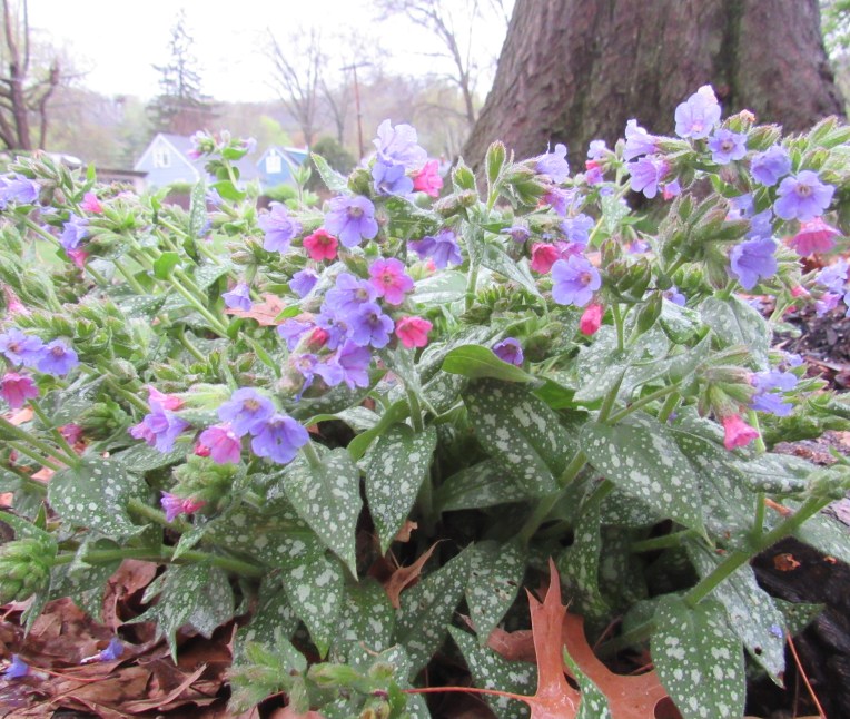 Photo of blooming pulmonaria