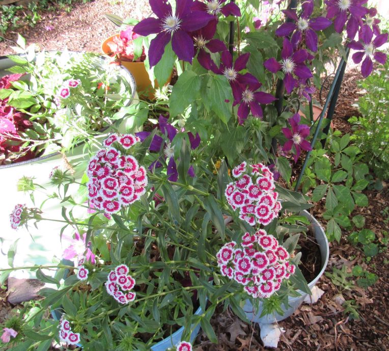 Photo of Vagabond clematis and sweet william