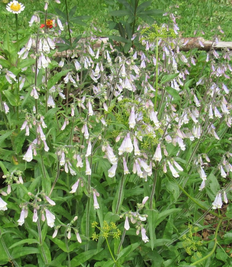 Photo of native penstemon 