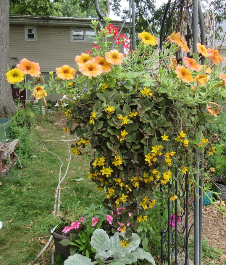 Photo of hanging basket with petunia and lysimachia