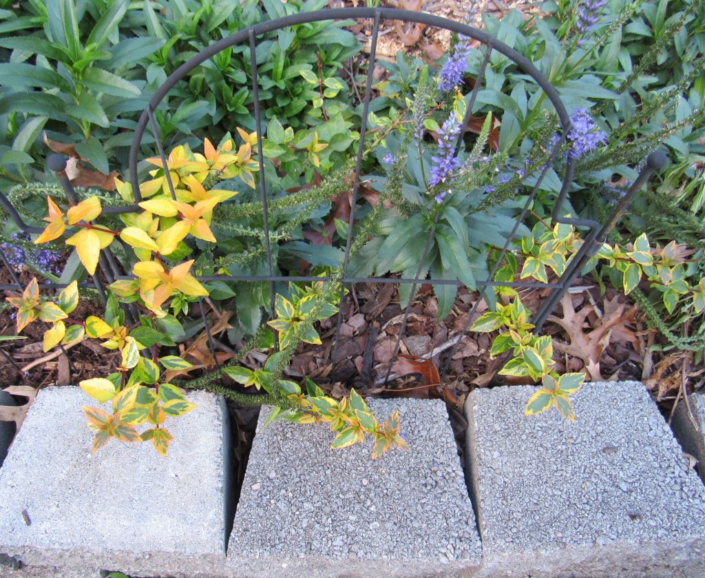 Photo of abelia shrub "Brilliantina", with leaves in yellow, red-tinted, and variegated green, red, and yellow. A blue flowered veronica is in the background.
