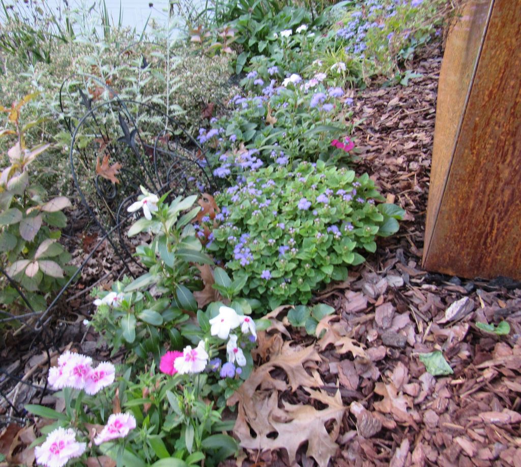 An annual border planting with blue-flowered ageratum, white with a pink eye vinca, and light pink and magenta dianthus, between a weigela, a Russian sage, and a corten steel planter.