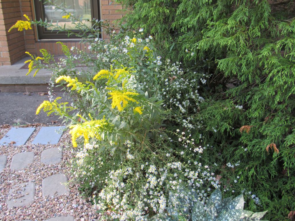 A front door area with gravel walk and a natural growth of goldenrod and aster, making a pretty yellow and white bouquet. 